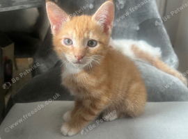 Ginger boy kittens