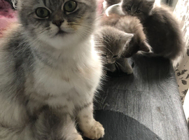 half persian