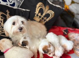 Malshi puppies teacup size xs