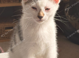 Last Kitten Available!