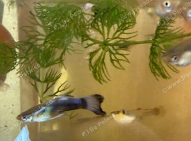 Guppies