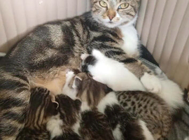 Two 8week old boys