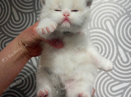 Truly affectionate and gorgeous ragdolls kittens