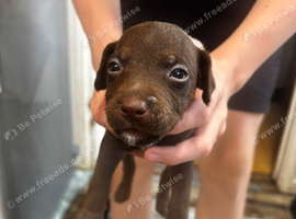 Patterdale x Lakeland puppies