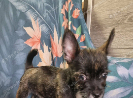Chihuahua x westie