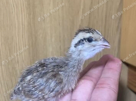 Gora teetar chicks