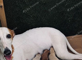 Gorgeous whippet puppies
