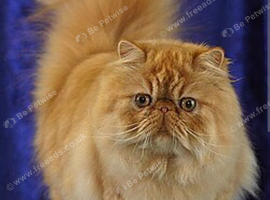 Persian or exotic kitten wanted