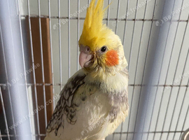 Baby Cockateils