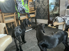 6 month old black Rhoditian ridgeback/retreiever