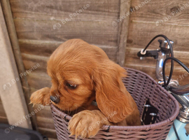 Cavalier King Charles Spaniel!