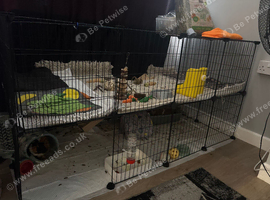 2 guinea pig boars about 2 years old