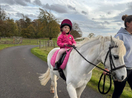 Perfect leadrein pony