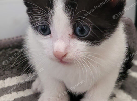 Beautiful kittens