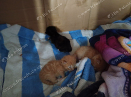 3 beautiful Calico x Tortiseshell kittens