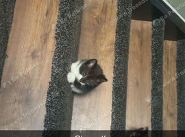 Kittens for sale