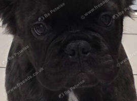 Fluffy french bulldog puppies
