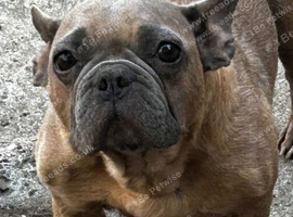 The sweetest gentlest girl ever. Rescued from abuse looking for 10* home!