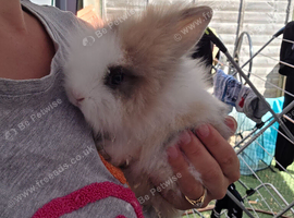 Doublemaned lionhead