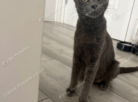 Grey kittens