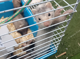 Ferets for sale
