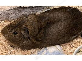 Seeking Adult Boar Guinea Pig around 2 years