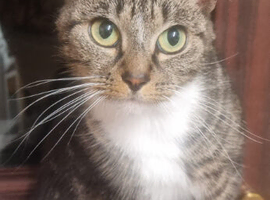 American short hair cat