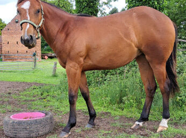 Purebred 2025 filly