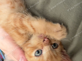 Shorthair mix breed kittens