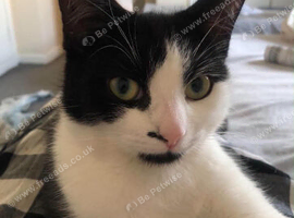 10 Month old female Kitten