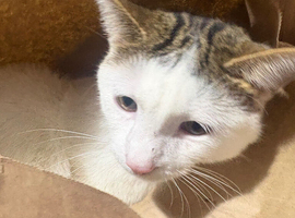Luka needs a new home !!