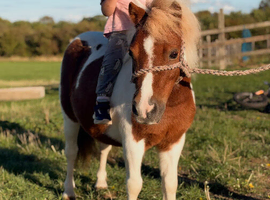 Lovely miniature Shetland mare.