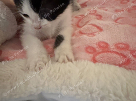 Black and white kitten