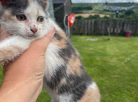 Gorgeous Kitten