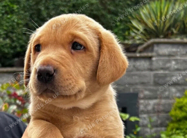 KC Registered Labrador Retriever Puppies