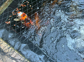 lots of gorgeous koi for sale