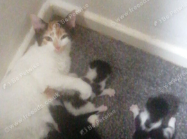 beutifull kittens for sale