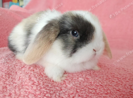 Selection of mini lop babies available