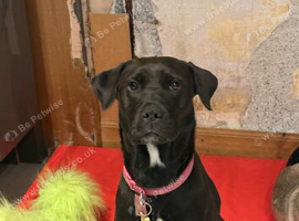 Female Labrador x Neopolatin mastiff