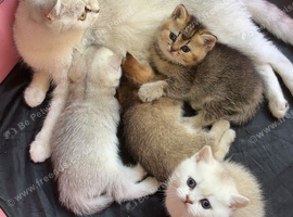 British shorthair