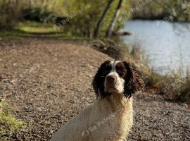 KC Springer spaniel puppies