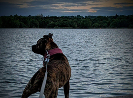 Staffy Debo