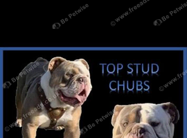 Old English bulldog