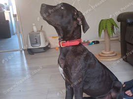 Female Cane Corso