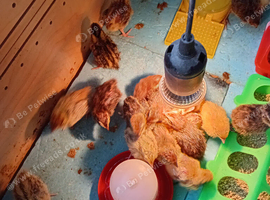 Cortinex quail chicks for sale