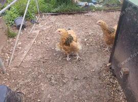 Buff sussex pullets