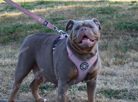 Olde English bulldog retired