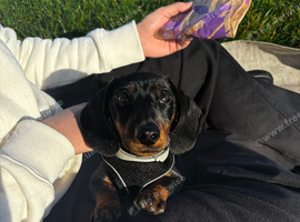 9 Month old Miniature Dachshund