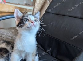Kittens