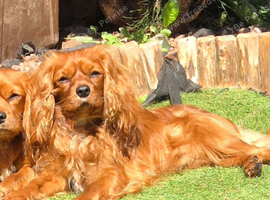 Teddy Ruby cavalier male